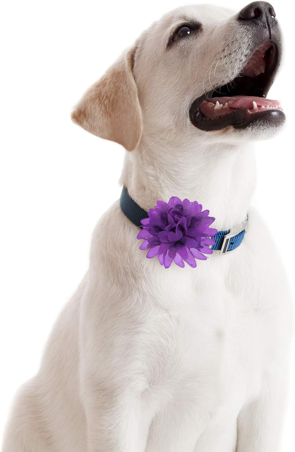 10 Cm/ 4 Inch 20 Pcs Pet Flower Collar Bow Dog Collar Dog Flower Accessory Multi Color Soft Chiffon Bow Tie Charms for Puppy Grooming Accessories