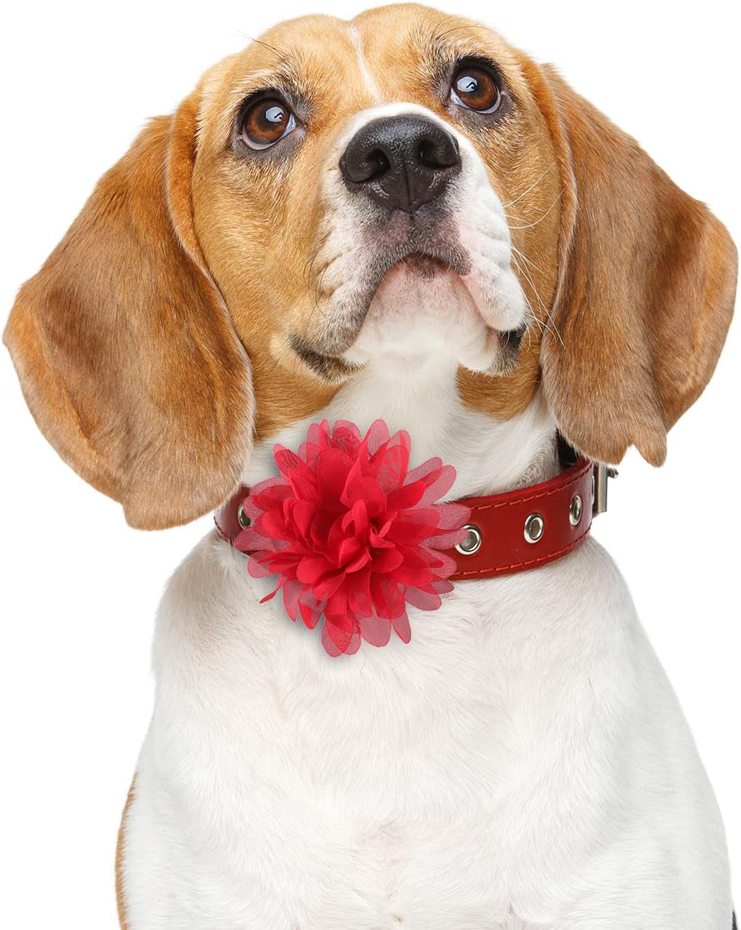 20 Pcs 12 Cm/ 4. 7 Inch Pet Flower Collar Bow Dog Collar Dog Flower Accessory Multi Color Soft Chiffon Bow Tie Charms for Puppy Grooming Accessories