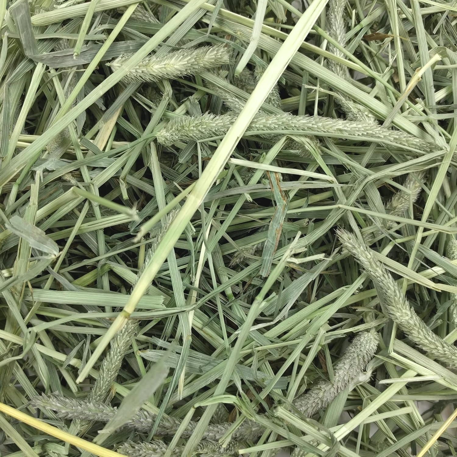 Animal Health Western Timothy Hay, Guinea Pig Hay, Small Pet Bunny Supplies, All Natural Grass for Guinea Pig, Bunny, Chinchilla & Hamster,  Rabbit Supplies for Bunnies, 90 Oz. Bag