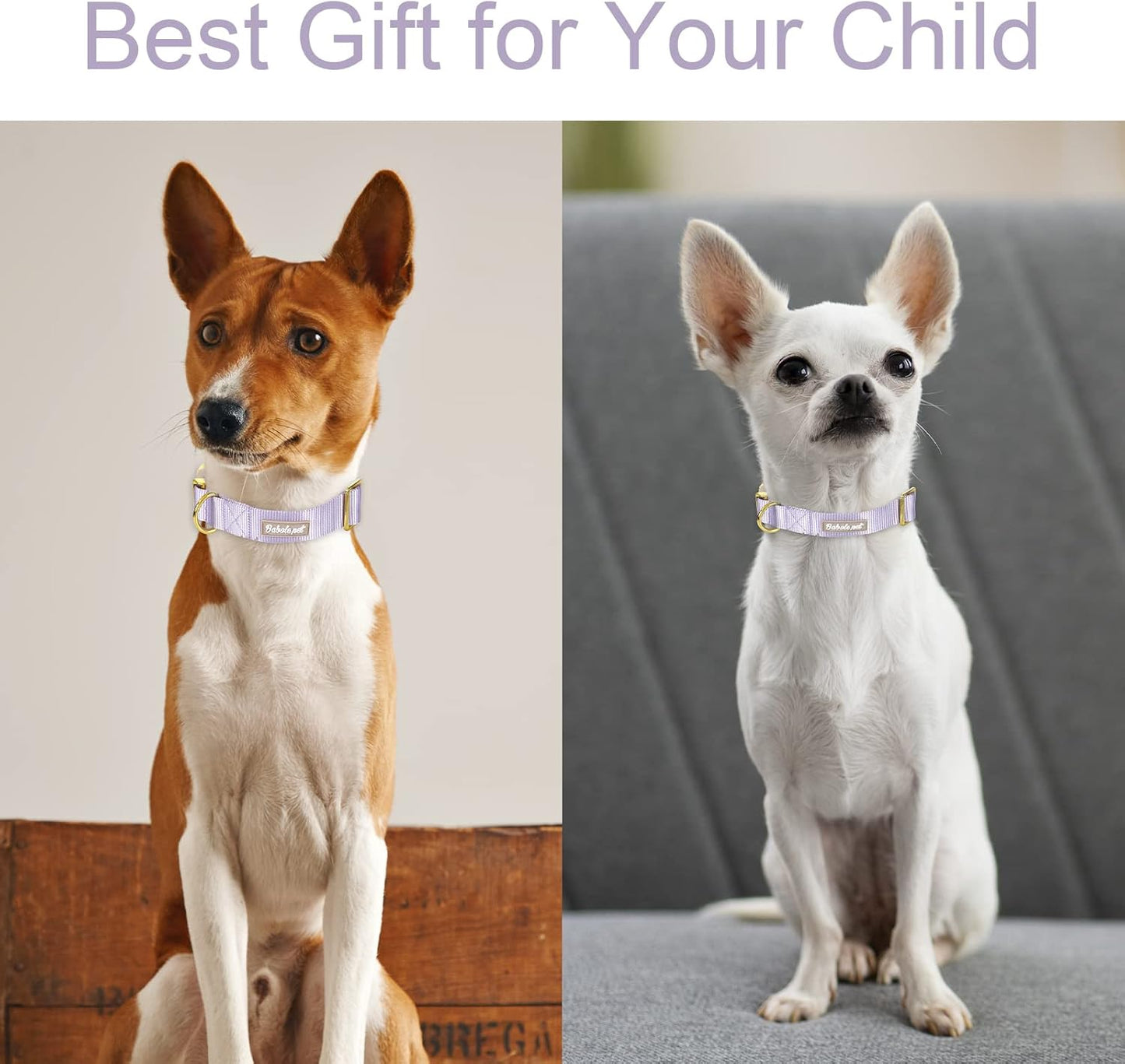 Nylon Dog Collar - Adjustable Lavender Soft Webbing Dog Collars for Small Medium Large Dogs Boy Girl Puppy Collar with Safety Metal Buckle S