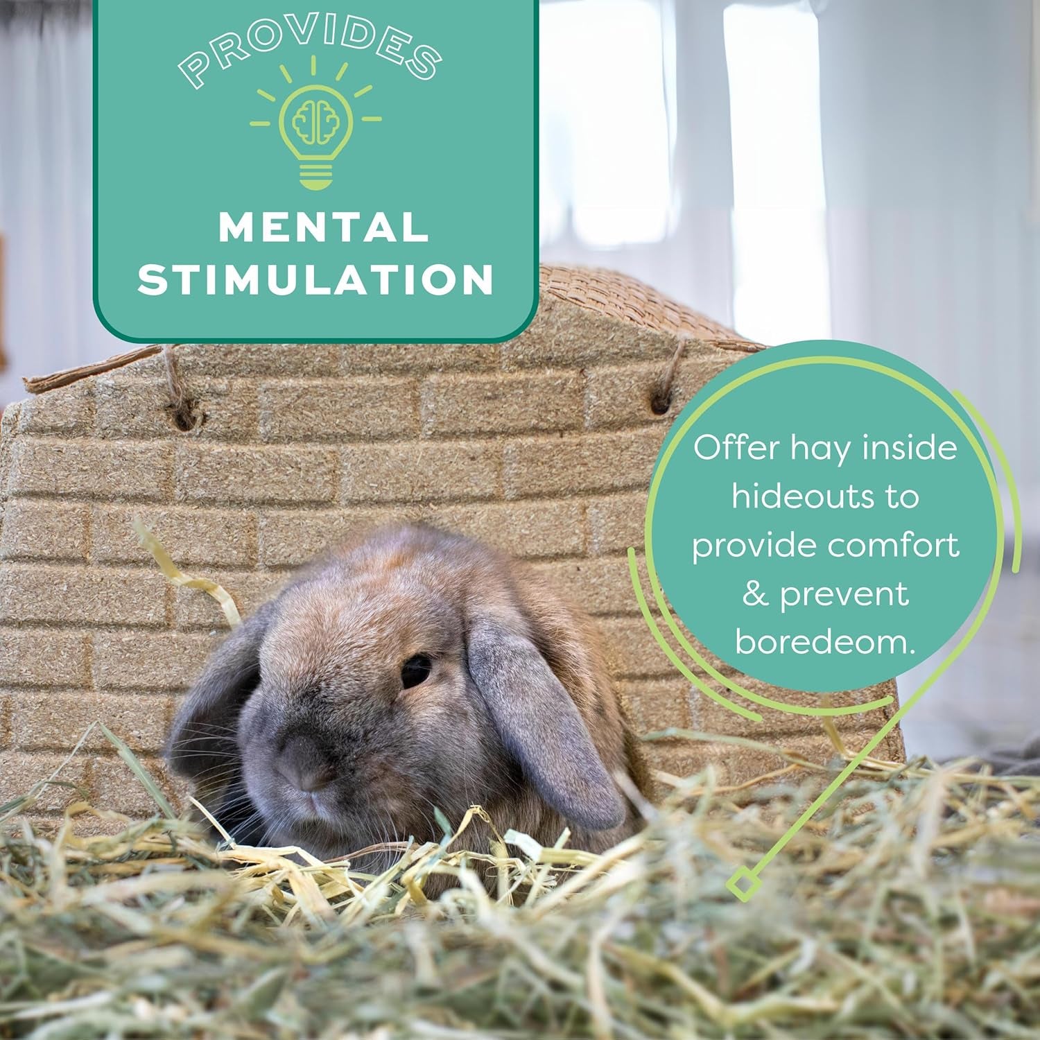 Animal Health Western Timothy Hay, Guinea Pig Hay, Small Pet Bunny Supplies, All Natural Grass for Guinea Pig, Bunny, Chinchilla & Hamster,  Rabbit Supplies for Bunnies, 90 Oz. Bag
